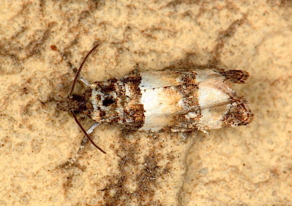 Aiuto id. Tortricidae - Lobesia artemisiana